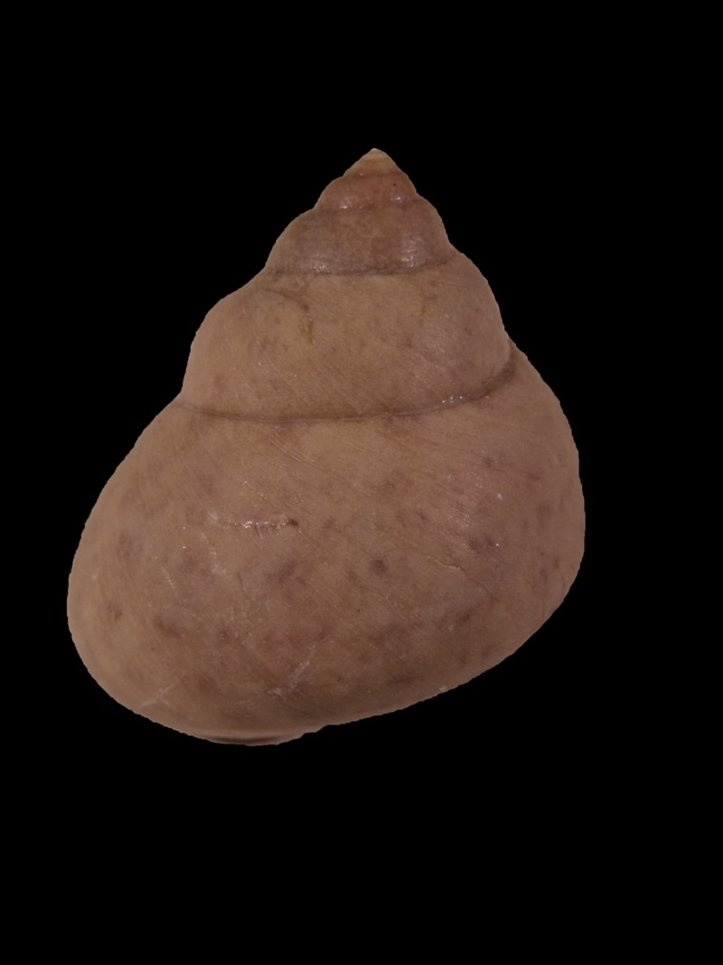 Osilinus cf. articulatus